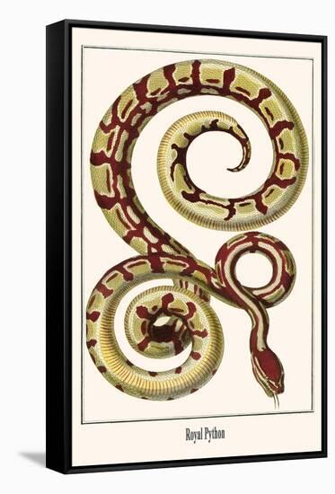 Royal Python-Albertus Seba-Framed Stretched Canvas