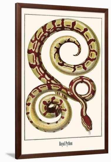 Royal Python-Albertus Seba-Framed Art Print