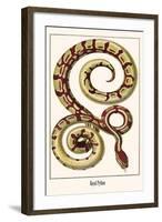 Royal Python-Albertus Seba-Framed Art Print