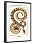 Royal Python-Albertus Seba-Framed Art Print