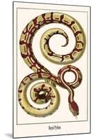Royal Python-Albertus Seba-Mounted Art Print