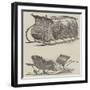 Royal Sledges-null-Framed Giclee Print