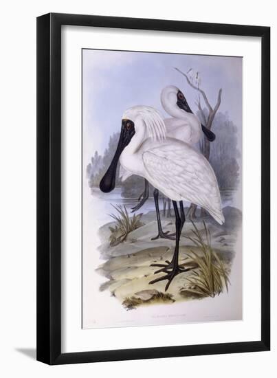 Royal Spoonbill (Platalea Regia)-John Gould-Framed Giclee Print