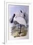 Royal Spoonbill (Platalea Regia)-John Gould-Framed Giclee Print