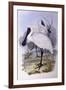 Royal Spoonbill (Platalea Regia)-John Gould-Framed Giclee Print