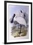 Royal Spoonbill (Platalea Regia)-John Gould-Framed Giclee Print