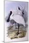 Royal Spoonbill (Platalea Regia)-John Gould-Mounted Giclee Print