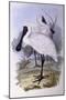 Royal Spoonbill (Platalea Regia)-John Gould-Mounted Premium Giclee Print