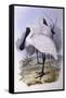 Royal Spoonbill (Platalea Regia)-John Gould-Framed Stretched Canvas