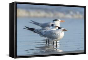 Royal Tern at New Smyna Beach, Florida, USA-Jim Engelbrecht-Framed Stretched Canvas