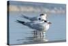 Royal Tern at New Smyna Beach, Florida, USA-Jim Engelbrecht-Stretched Canvas