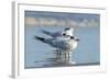 Royal Tern at New Smyna Beach, Florida, USA-Jim Engelbrecht-Framed Photographic Print