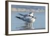 Royal Tern at New Smyna Beach, Florida, USA-Jim Engelbrecht-Framed Photographic Print