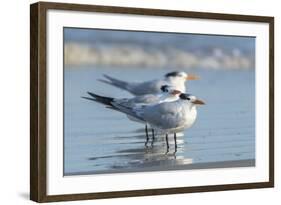 Royal Tern at New Smyna Beach, Florida, USA-Jim Engelbrecht-Framed Photographic Print