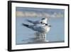 Royal Tern at New Smyna Beach, Florida, USA-Jim Engelbrecht-Framed Photographic Print