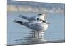 Royal Tern at New Smyna Beach, Florida, USA-Jim Engelbrecht-Mounted Photographic Print