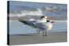 Royal Tern at New Smyna Beach, Florida, USA-Jim Engelbrecht-Stretched Canvas