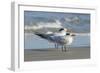 Royal Tern at New Smyna Beach, Florida, USA-Jim Engelbrecht-Framed Photographic Print