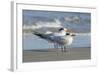 Royal Tern at New Smyna Beach, Florida, USA-Jim Engelbrecht-Framed Photographic Print