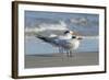 Royal Tern at New Smyna Beach, Florida, USA-Jim Engelbrecht-Framed Photographic Print