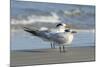 Royal Tern at New Smyna Beach, Florida, USA-Jim Engelbrecht-Mounted Photographic Print