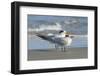 Royal Tern at New Smyna Beach, Florida, USA-Jim Engelbrecht-Framed Photographic Print