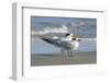 Royal Tern at New Smyna Beach, Florida, USA-Jim Engelbrecht-Framed Photographic Print