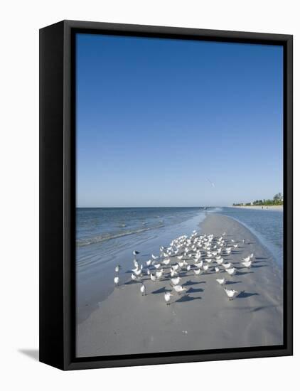 Royal Tern Birds on Beach, Sanibel Island, Gulf Coast, Florida-Robert Harding-Framed Stretched Canvas