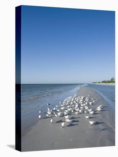 Royal Tern Birds on Beach, Sanibel Island, Gulf Coast, Florida-Robert Harding-Stretched Canvas