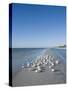 Royal Tern Birds on Beach, Sanibel Island, Gulf Coast, Florida-Robert Harding-Stretched Canvas