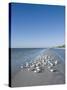 Royal Tern Birds on Beach, Sanibel Island, Gulf Coast, Florida-Robert Harding-Stretched Canvas