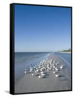 Royal Tern Birds on Beach, Sanibel Island, Gulf Coast, Florida-Robert Harding-Framed Stretched Canvas