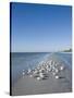 Royal Tern Birds on Beach, Sanibel Island, Gulf Coast, Florida-Robert Harding-Stretched Canvas