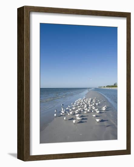 Royal Tern Birds on Beach, Sanibel Island, Gulf Coast, Florida-Robert Harding-Framed Photographic Print