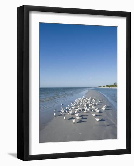 Royal Tern Birds on Beach, Sanibel Island, Gulf Coast, Florida-Robert Harding-Framed Photographic Print