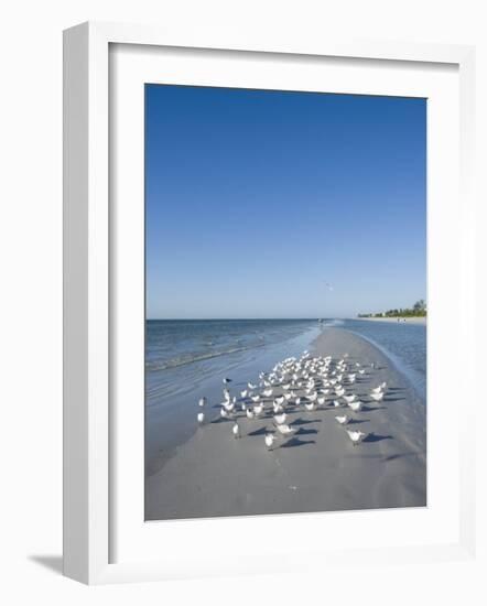 Royal Tern Birds on Beach, Sanibel Island, Gulf Coast, Florida-Robert Harding-Framed Photographic Print