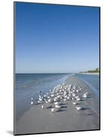 Royal Tern Birds on Beach, Sanibel Island, Gulf Coast, Florida-Robert Harding-Mounted Photographic Print