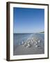 Royal Tern Birds on Beach, Sanibel Island, Gulf Coast, Florida-Robert Harding-Framed Photographic Print