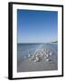 Royal Tern Birds on Beach, Sanibel Island, Gulf Coast, Florida-Robert Harding-Framed Photographic Print