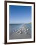 Royal Tern Birds on Beach, Sanibel Island, Gulf Coast, Florida-Robert Harding-Framed Photographic Print