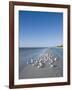 Royal Tern Birds on Beach, Sanibel Island, Gulf Coast, Florida-Robert Harding-Framed Photographic Print