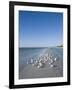 Royal Tern Birds on Beach, Sanibel Island, Gulf Coast, Florida-Robert Harding-Framed Photographic Print