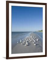 Royal Tern Birds on Beach, Sanibel Island, Gulf Coast, Florida-Robert Harding-Framed Photographic Print