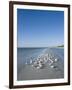 Royal Tern Birds on Beach, Sanibel Island, Gulf Coast, Florida-Robert Harding-Framed Photographic Print