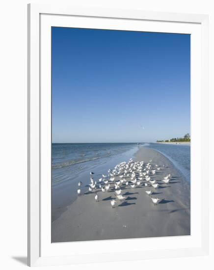 Royal Tern Birds on Beach, Sanibel Island, Gulf Coast, Florida-Robert Harding-Framed Photographic Print