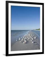 Royal Tern Birds on Beach, Sanibel Island, Gulf Coast, Florida-Robert Harding-Framed Photographic Print