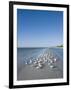 Royal Tern Birds on Beach, Sanibel Island, Gulf Coast, Florida-Robert Harding-Framed Photographic Print