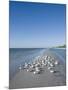 Royal Tern Birds on Beach, Sanibel Island, Gulf Coast, Florida-Robert Harding-Mounted Photographic Print