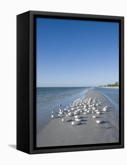 Royal Tern Birds on Beach, Sanibel Island, Gulf Coast, Florida-Robert Harding-Framed Stretched Canvas