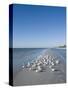 Royal Tern Birds on Beach, Sanibel Island, Gulf Coast, Florida-Robert Harding-Stretched Canvas